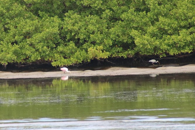 Clearwater Encounters with Dolphins Tour - H2: Compass Island, shells, and the swim break that kids actually enjoy
