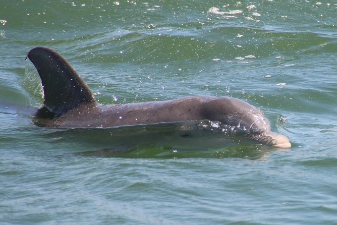 Clearwater Encounters with Dolphins Tour - H2: Captain narration and the crew approach (especially when dolphins act shy)