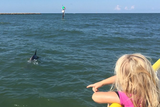 Clearwater Encounters with Dolphins Tour - H2: Best times to book, and how far ahead to plan