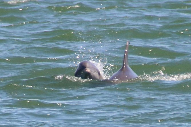 Clearwater Encounters with Dolphins Tour - H2: Getting there and practical on-the-day tips