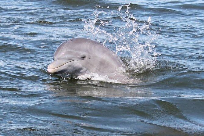 Cocoa Beach Dolphin and Wildlife Tour - Quick Hits: Why This Banana River Tour Gets Such Strong Marks