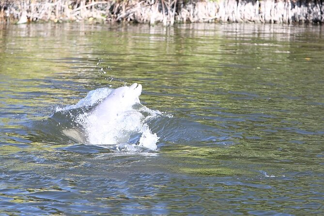 Cocoa Beach Dolphin and Wildlife Tour - Cocoa Beach Thousand Islands: What You’re Really Touring