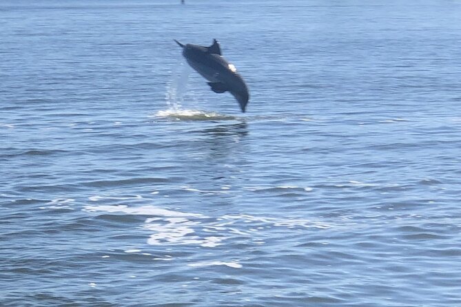 Cocoa Beach Dolphin and Wildlife Tour - What the Naturalist Really Adds (Beyond Random Animal Spotting)