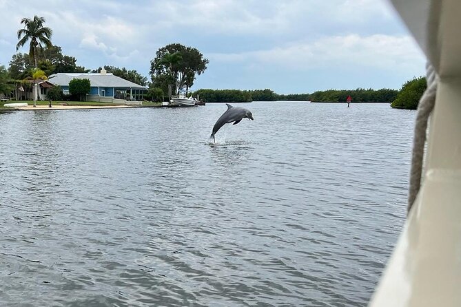 Cocoa Beach Dolphin and Wildlife Tour - The Mangroves and Birds: Why This Tour Works Even When Wildlife Is Subtle
