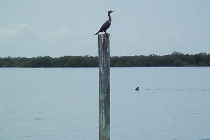Cocoa Beach Dolphin and Wildlife Tour - Drinks and On-Board Basics: Know What’s Included