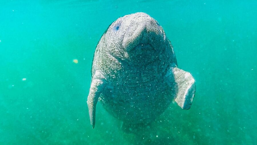 Crystal River: Manatee Snorkel Tour w/ In-Water Photographer - Price and value: $87 for 3 hours in a top wildlife zone