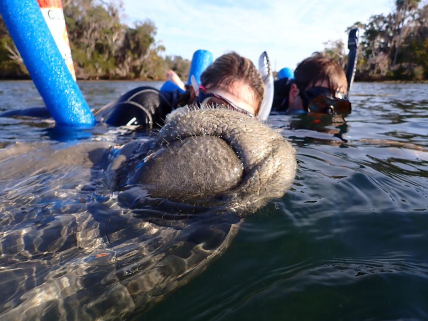 Crystal River: Manatee Snorkel Tour w/ In-Water Photographer - Classroom coaching before you enter the water