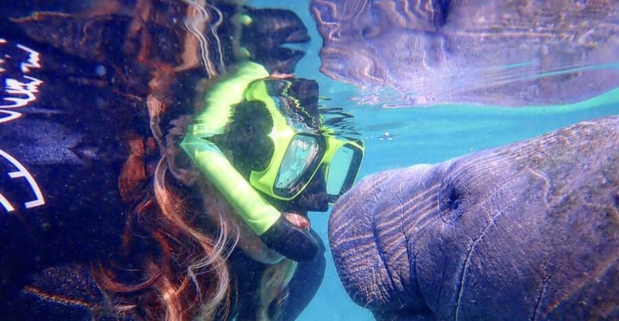 Crystal River: Manatee Swim Group Tour - The Big Reasons You Will Remember This Manatee Swim
