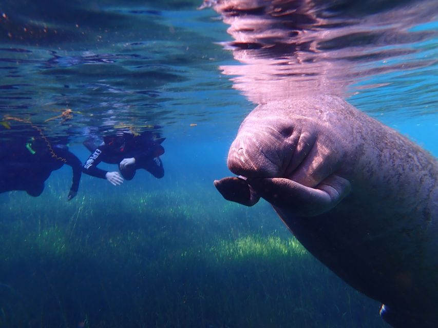 Crystal River: Manatee Swim Group Tour - Crystal River Manatees: Why Kings Bay Makes It Feel Personal