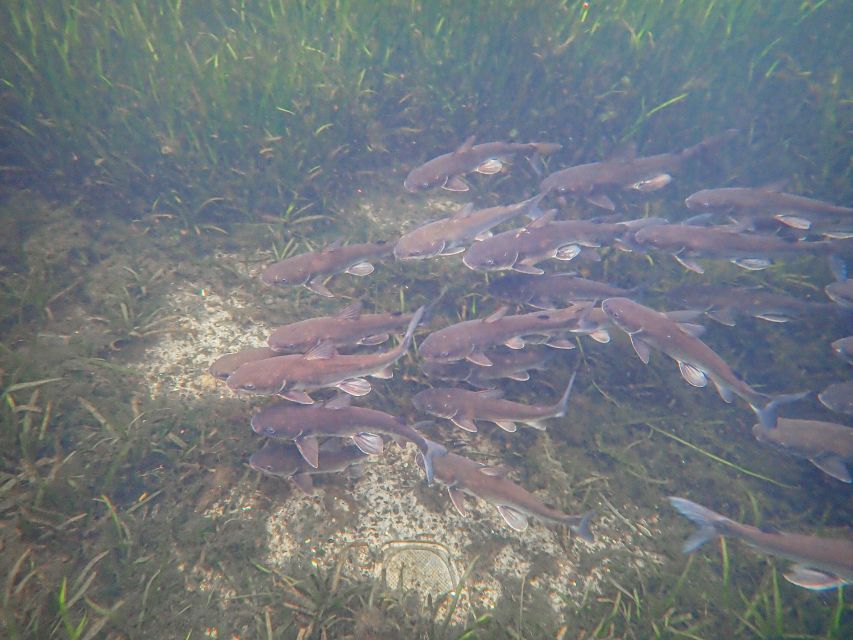 Crystal River: Manatee Swim Group Tour - Manatee Manners: The Rules That Make the Swim Work