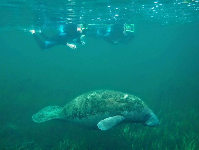 Crystal River: Manatee Swim Group Tour - The Short Van Ride, Then Out to Kings Bay Refuge Waters