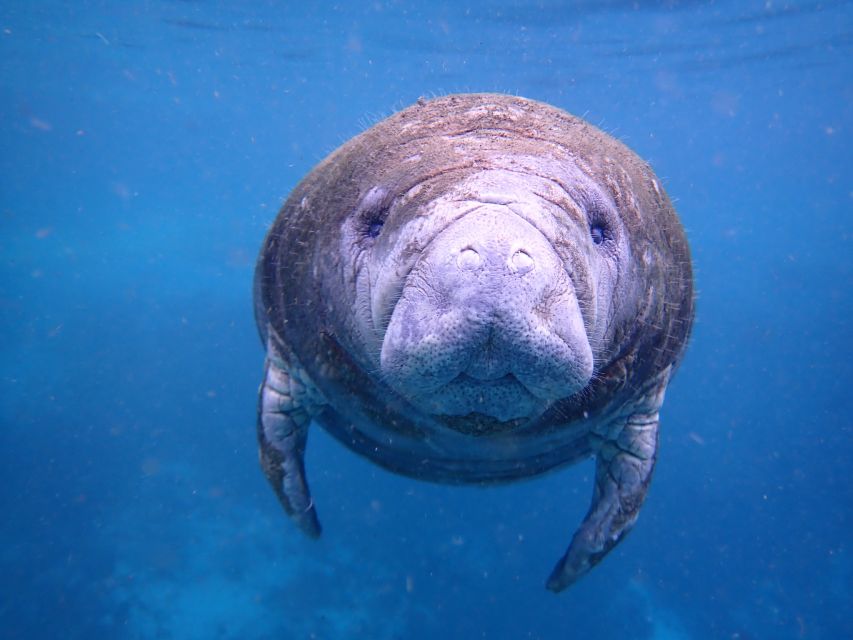 Crystal River: Manatee Swim Group Tour - Snorkeling With Manatees: What It Feels Like Step by Step