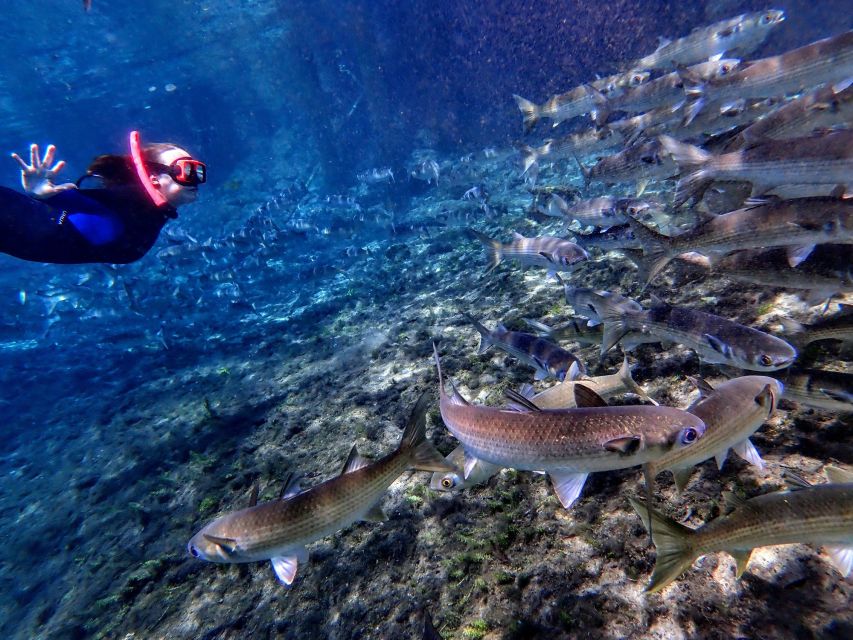 Crystal River: Manatee Swim Group Tour - The Photo Moment: When and How You Get Your Memories