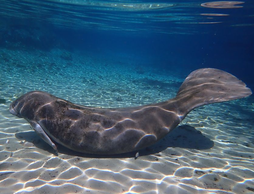 Crystal River: Manatee Swim Group Tour - Springs Time: If Manatees Need a Different Route