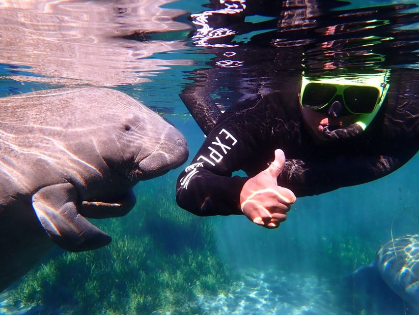 Crystal River: Manatee Swim Group Tour - Season, Water Clarity, and the Reality Check You Should Respect