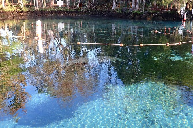 Crystal River Manatee Viewing Cruise - Where to meet, how the day starts, and what the first 15 minutes feel like
