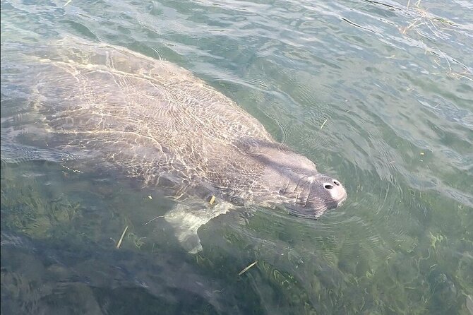 Crystal River Manatee Viewing Cruise - Value check: why this cruise is a good use of your time
