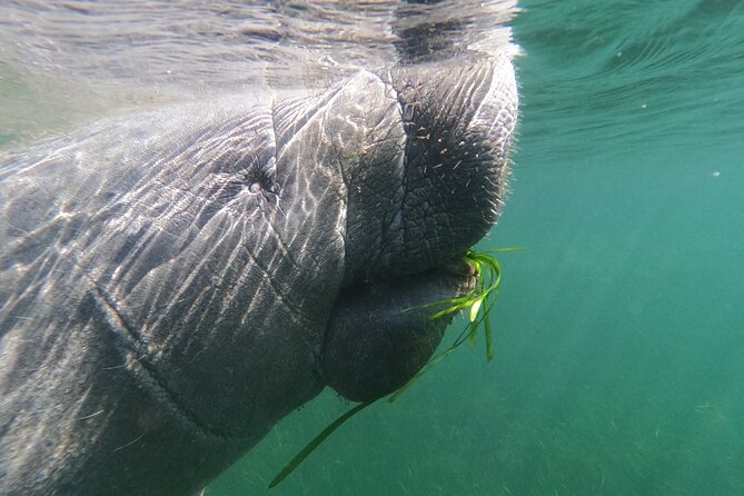 Crystal River: Semi-Private Manatee Swim Tour With Heated Boat - Meeting Point on NE 2nd St, and Why That Saves You Stress