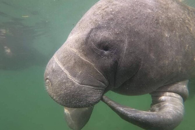 Crystal River: Semi-Private Manatee Swim Tour With Heated Boat - In-Water Time: Guided Safety, Manatee Manners, and Real Close Encounters
