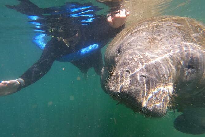 Crystal River: Semi-Private Manatee Swim Tour With Heated Boat - Gear, Wetsuits, and What Included Means for Your Packing List