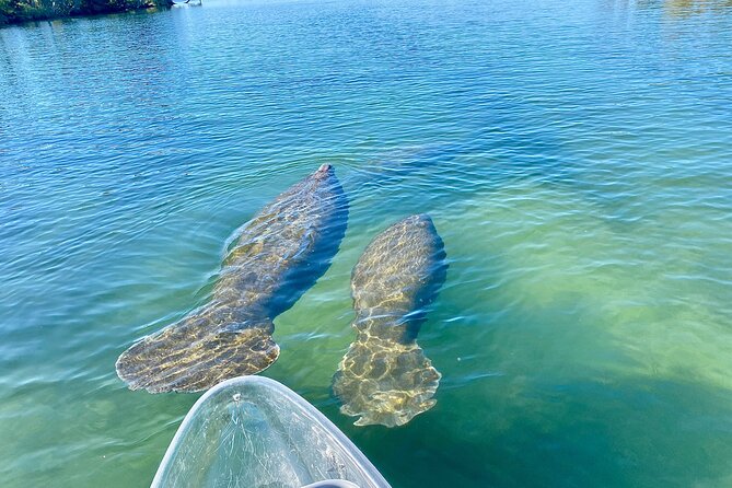 Crystal River Three Sisters Springs and Manatee Clear Kayak Tours - Crystal River from a clear kayak: what it actually changes for you
