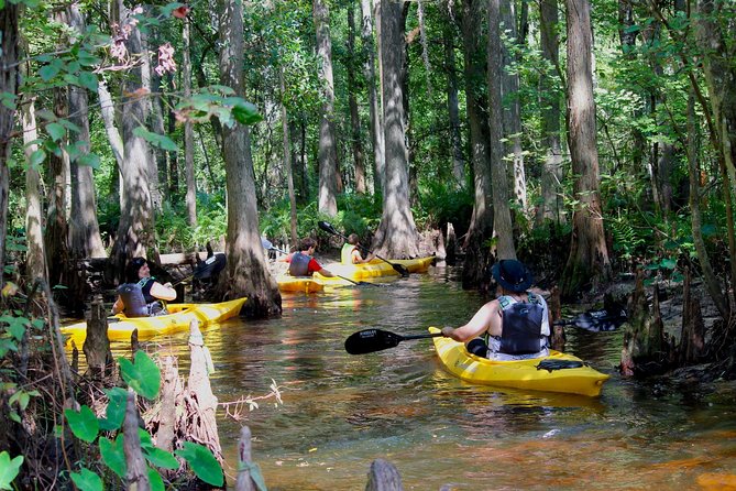 Cypress Forest: Guided Nature Kayak Eco-Tour - Key highlights worth planning around