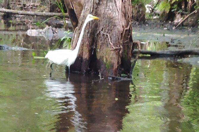 Cypress Forest: Guided Nature Kayak Eco-Tour - Tandem vs single kayaks, and how kids get the best view