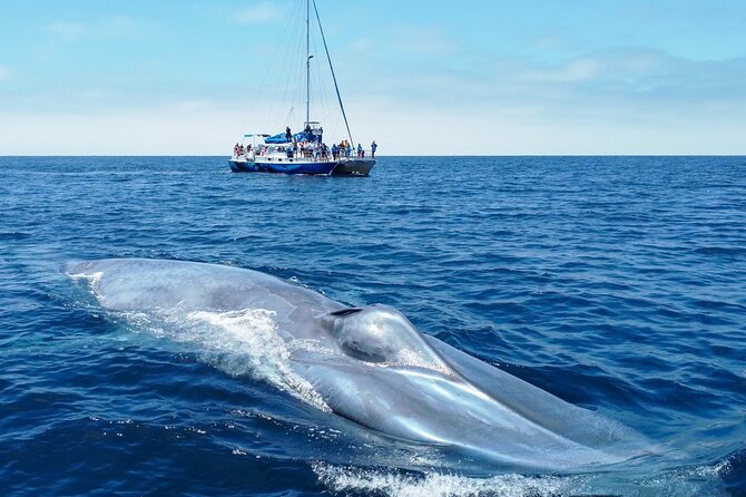 Dana Point Dolphin and Whale Watching with Underwater Viewing - Cetacean Declaration and why the guarantee matters for value