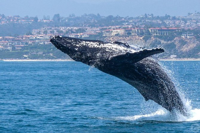 Dana Point Dolphin and Whale Watching with Underwater Viewing - Naturalist commentary: what you learn as you scan the water