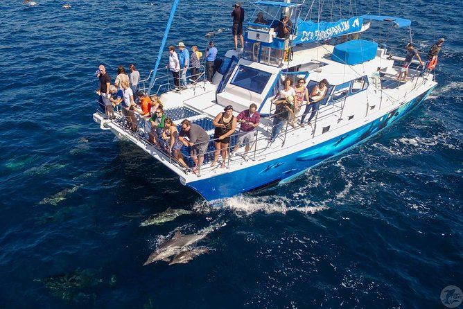 Dana Point Dolphin and Whale Watching with Underwater Viewing - What happens on board after the wildlife search: brownie, crew, and comfort