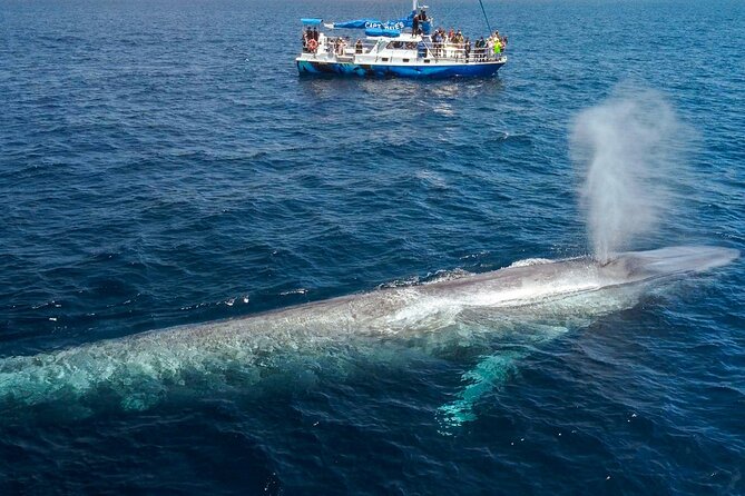 Dana Point Dolphin and Whale Watching with Underwater Viewing - Price and logistics at $99.99: what you are paying for and who gets the best deal