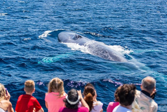 Dana Point Dolphin and Whale Watching with Underwater Viewing - How the hunt works: whales, dolphins, sea lions, and occasional surprises