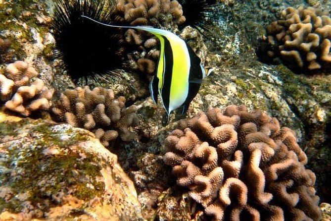 Deluxe Morning Snorkeling Adventure - Sea Caves and Lava Tubes From the Boat: The Bonus Stops That Matter