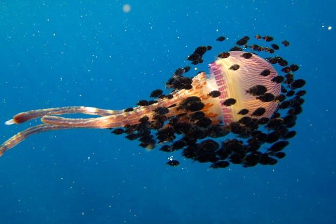 Deluxe Morning Snorkeling Adventure - Guides, Gear, and First-Timer Confidence