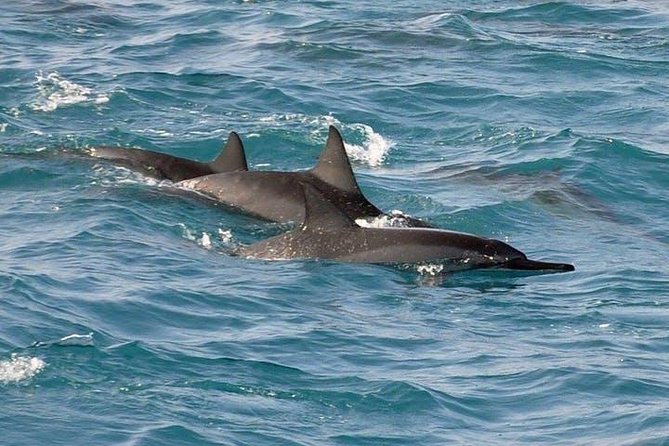 Deluxe Snorkel & Dolphin Watch Aboard a Luxury Catamaran from Kailua-Kona - Safety Briefing, Quick Skills, and Getting Confident in the Water