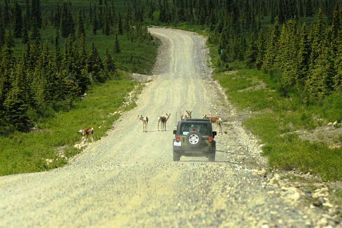 Denali Highway Jeep Excursion - Off the beaten path moments: 4x4 power, plus a key expectation check