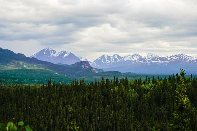 Denali Park Nature Walk (3 Hours) w/Expert Naturalist - What You Actually See: Plants, Mushrooms, Berries, and Forest Clues