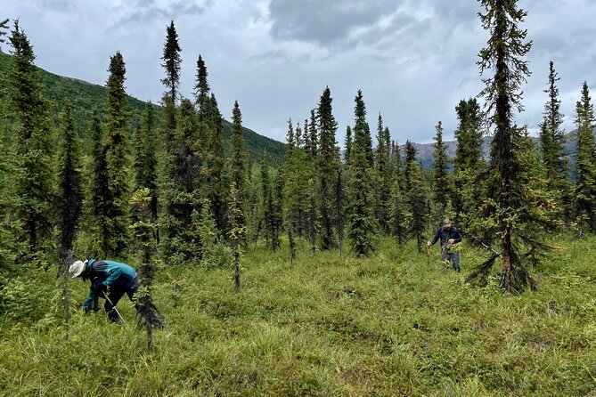 Denali Park Nature Walk (3 Hours) w/Expert Naturalist - Weather and Gear: Small Details That Save Your Feet