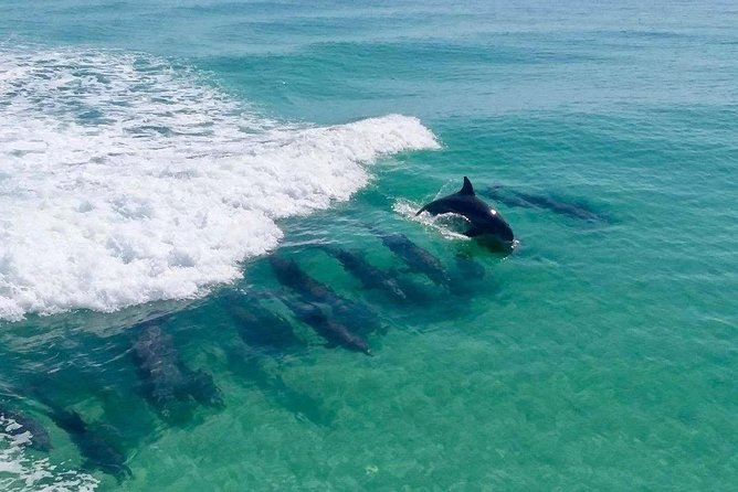 Destin Dolphin Cruise - Key things that make this cruise worth your time