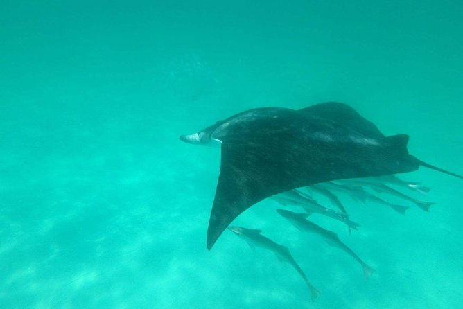 Destin Dolphin Cruise - Dolphins in the wild, up close: how the crew turns spotting into a real moment