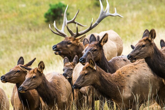 Discover Rocky Mountain National Park - Rocky Mountain National Park: why the 4 hours inside counts