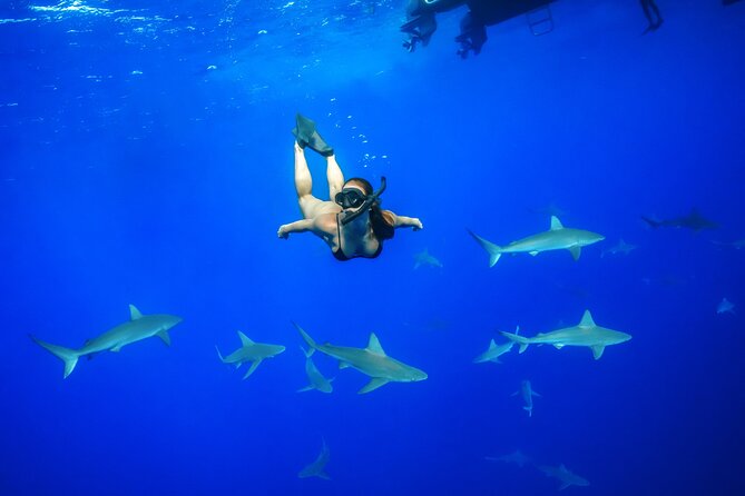 Dive with Sharks in Hawaii: Shark Tour from Haleiwa - Key Things That Make This Shark Swim Work