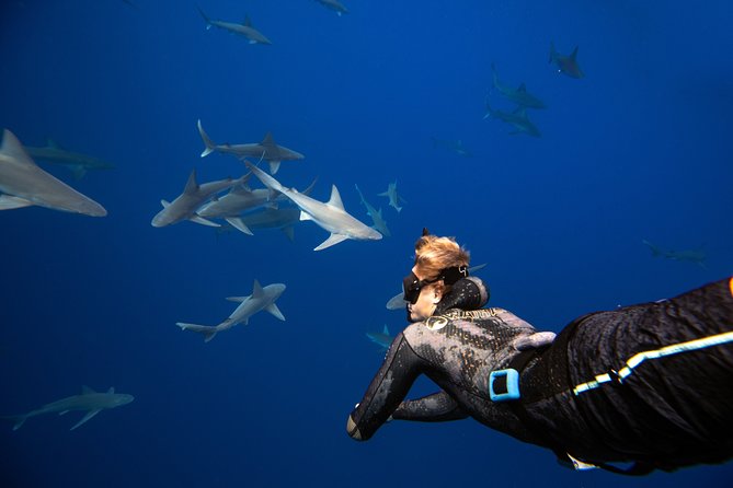Dive with Sharks in Hawaii: Shark Tour from Haleiwa - The Safety Briefing That Keeps It Feeling Under Control