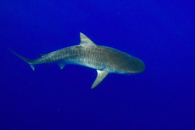 Dive with Sharks in Hawaii: Shark Tour from Haleiwa - Getting in the Water: Free Swimming With the Safety Line