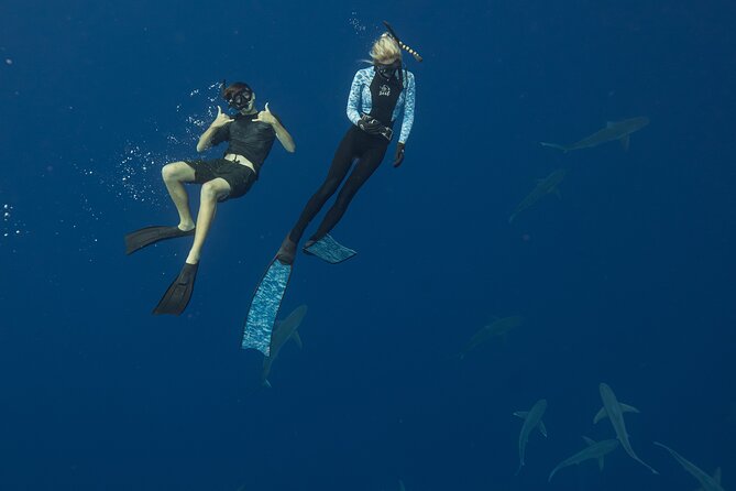 Dive with Sharks in Hawaii: Shark Tour from Haleiwa - Gear, Towels, and What to Bring So You’re Not Fighting the Day