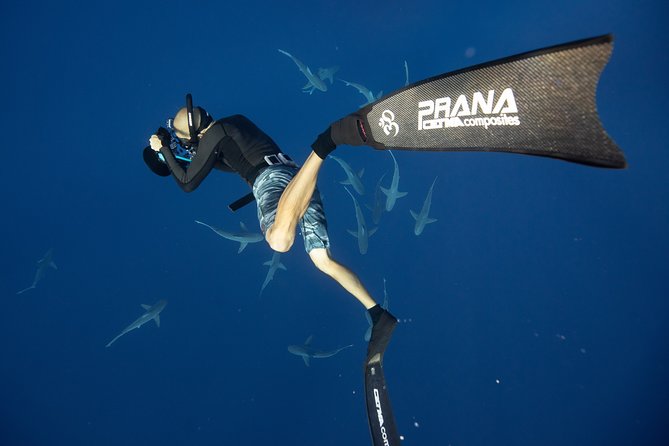 Dive with Sharks in Hawaii: Shark Tour from Haleiwa - Guide Team Vibes: What You Can Learn From Names Like Gina, Tyler, Ethan, Drew, and Haley
