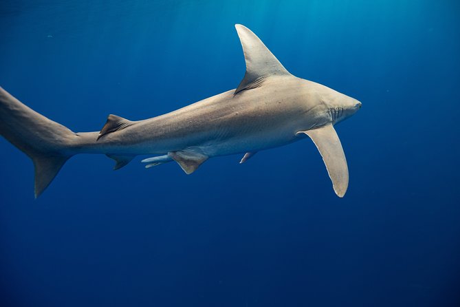 Dive with Sharks in Hawaii: Shark Tour from Haleiwa - The Marine Life Bonus: Why the Trip Feels Bigger Than Just Sharks