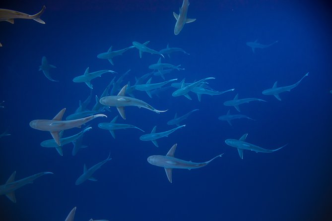 Dive with Sharks in Hawaii: Shark Tour from Haleiwa - Price and Value at About $153.85 Per Person