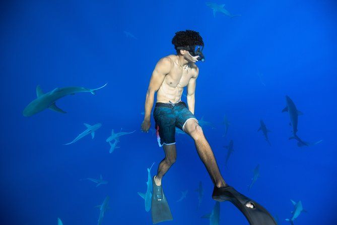 Dive with Sharks in Hawaii: Shark Tour from Haleiwa - What You Might See: Sharks, Turtles, Dolphins, and Maybe Whales
