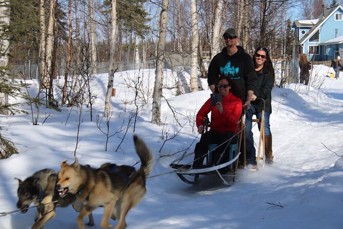 Dog Sledding Adventure in Willow, Alaska - What the ride feels like: thrilling, but guided and controlled